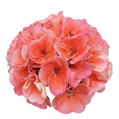 Hyett's Garden Geranium Plant Balcony Four Seasons