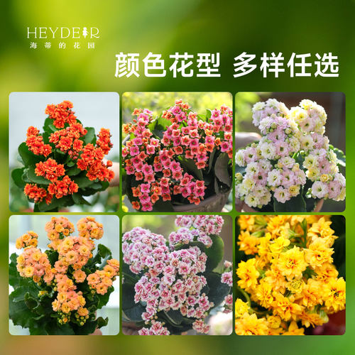 海蒂的花园长寿花盆栽重瓣大花花苗带花苞金狐狸花卉植物室内开花 - 图2