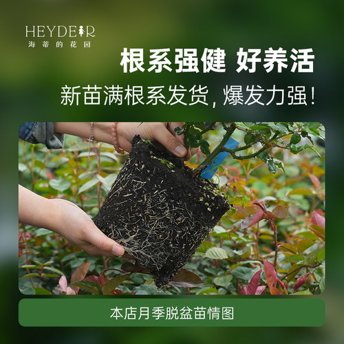 海蒂的花园月季花苗盆栽小苗爬藤玫瑰果汁阳台多季开花地栽花苗 - 图0