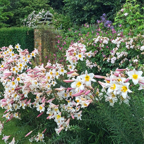 Садовая лилия Хайди, импортированная двор Трионфе, растения и горшечные растения