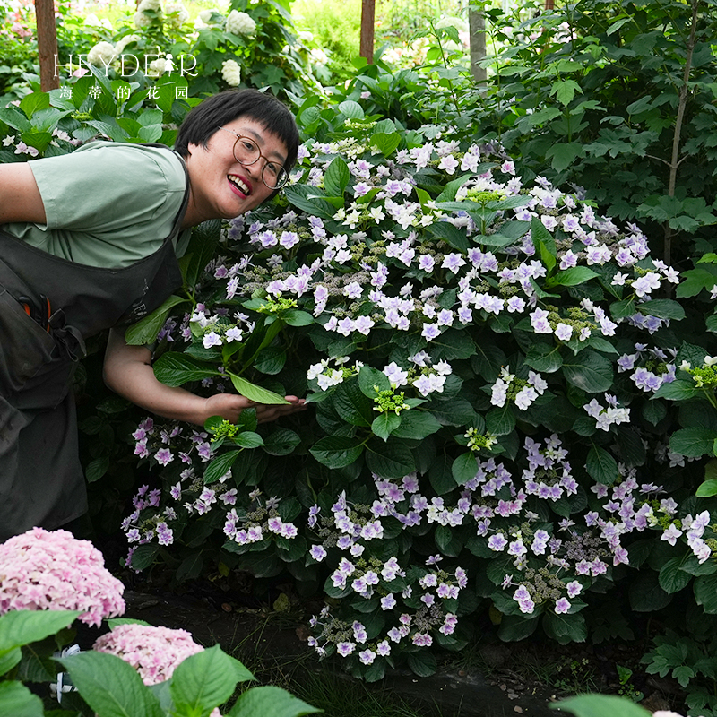 海蒂的花园绣球花苗大花盆栽花卉无尽夏万华镜阳台花园植物鲜花种 - 图3