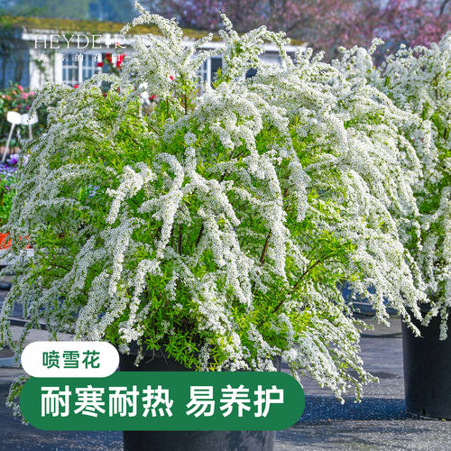 海蒂的花园雪柳盆栽喷雪花金叶粉花白花多年生花灌木耐寒花卉植物 - 图0