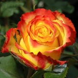 Сад Хайди Сад выдержанный Санрайз вертикальный тепло розовый тепло -устойчивый цветочный анти -дисайс балконы цветочные растения