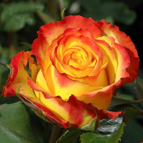 Сад Хайди Сад выдержанный Санрайз вертикальный тепло розовый тепло -устойчивый цветочный анти -дисайс балконы цветочные растения