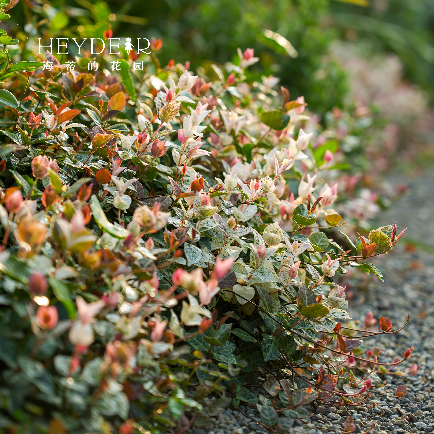 海蒂的花园花叶络石四季常绿好养观叶黄金过路黄铺面绿植盆栽苗,淘宝优惠券,粉丝福利购,淘宝优惠卷