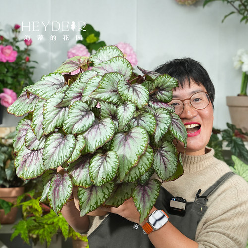 海蒂的花园秋海棠盆栽竹节海棠阳台室外室内客厅桌面绿植观叶植物 - 图0