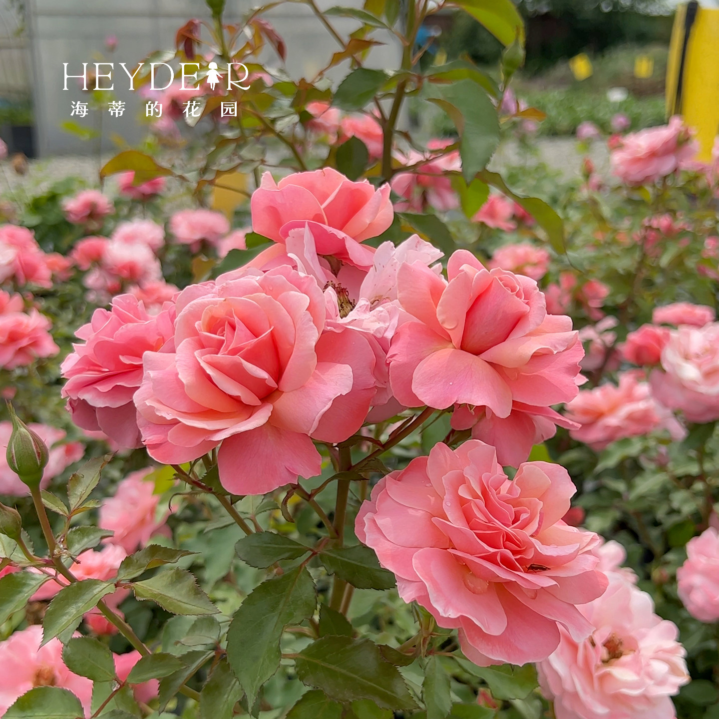 海蒂的花园月季花苗波提雪莉直立玫瑰切花型庭院花境植物花卉盆栽,淘宝优惠券,粉丝福利购,淘宝优惠卷