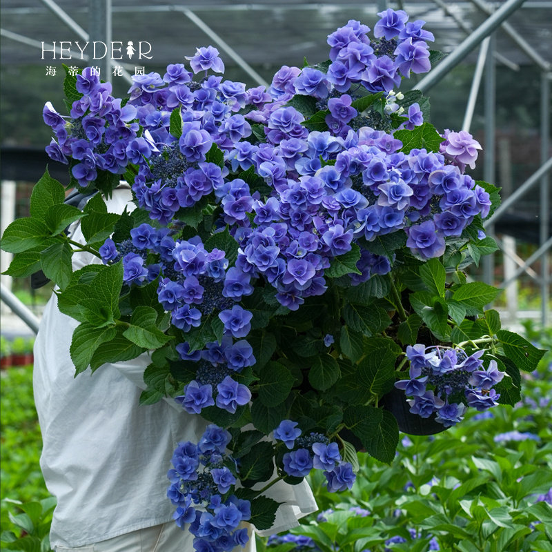 海蒂的花园绣球花苗妖精之瞳大花重瓣可调蓝阳台庭院植物花卉盆栽,淘宝优惠券,粉丝福利购,淘宝优惠卷