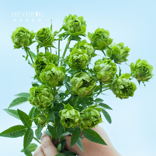 海蒂的花园  结绿珍微月直立月季绿色多季开花花量大花卉植物盆栽 - 图0