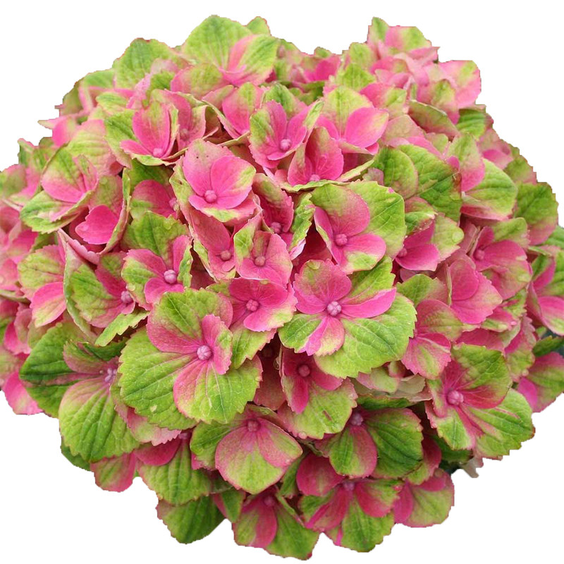 海蒂的花园  魔幻紫水晶大花绣球可调色室外阳台庭院盆栽花卉植物,淘宝优惠券,粉丝福利购,淘宝优惠卷