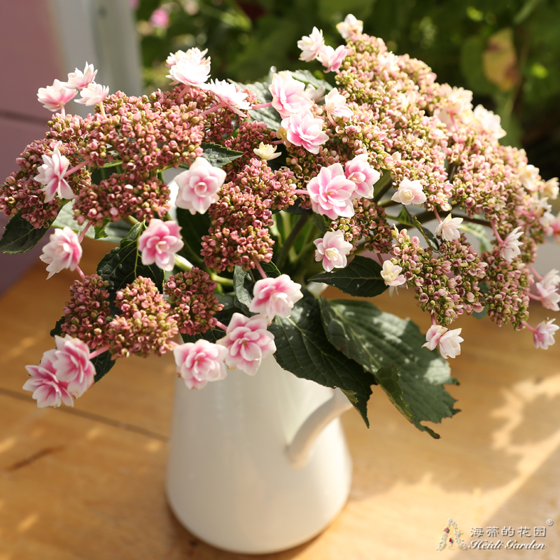 海蒂的花园绣球花雨中曲大花平顶绣球八仙花阳台庭院露台花卉盆栽-图0