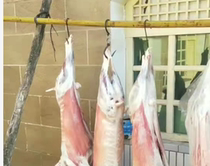 Northern Shaanxi Yokoshan goat meat Yulin Goat Meat Goat goats back leg Fresh sheep Goat Goat Meat goat meat Goat Goat goat meat Goat Meat Rolls Fresh