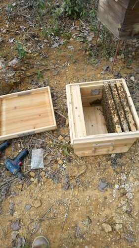 颜师蜂园蜜蜂群活体蜜蜂中蜂群活框箱蜂种群阳台庭院宠物蜜蜂蜂群 - 图0