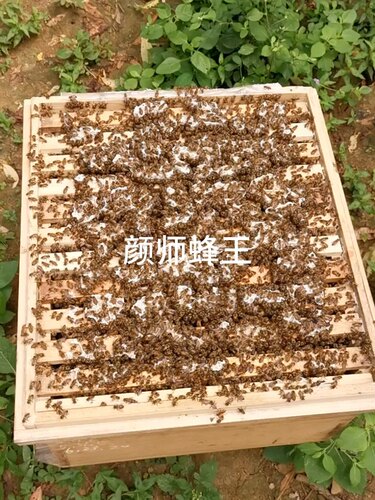 颜师蜂园蜜蜂群活体蜜蜂中蜂群活框箱蜂种群阳台庭院宠物蜜蜂蜂群 - 图3