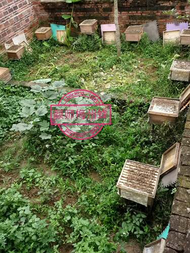 颜师梅州蜂园处蜜蜂蜂王活体中蜂女王仓蜂强群良种新产卵蜜蜂种王 - 图1