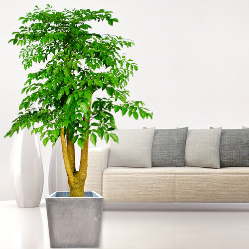 幸福树/大盆栽/室内外植物/大型绿植/花木/福贵树/美化环境 - 图0