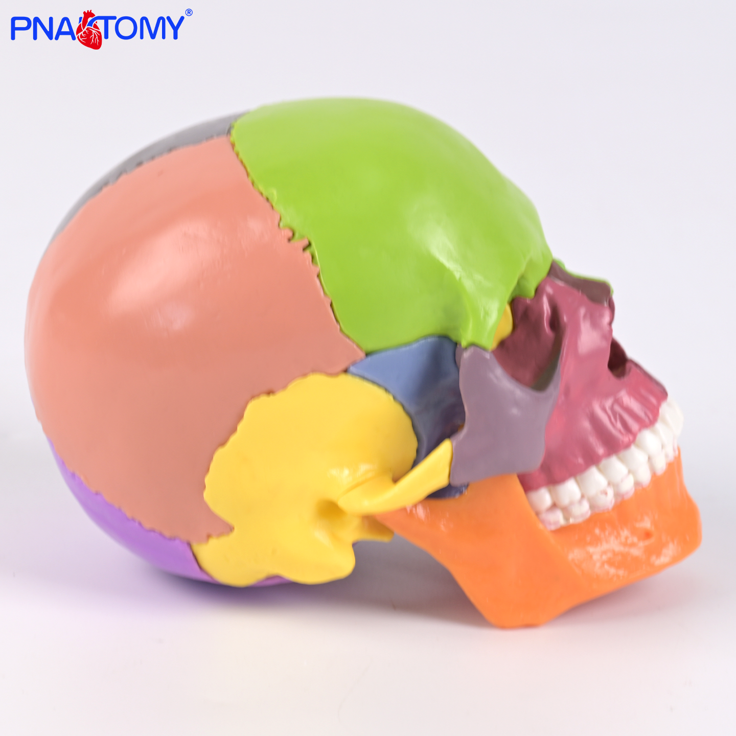 15部件彩色小头骨模型人体解剖可拆分医学美术教学教具结构清晰标 - 图2