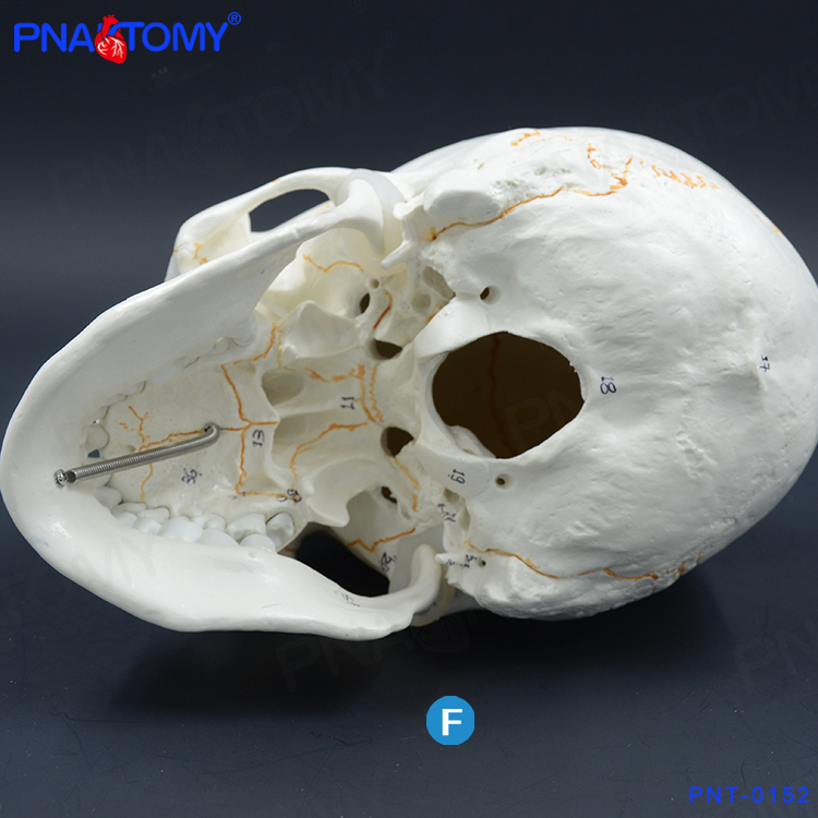 标准人头骨模型头盖骨骷髅头骨标本数G字标识仿真人头颅骨解剖医-图1