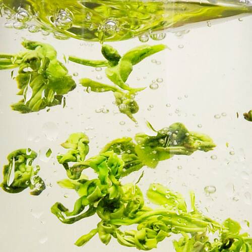 2026新茶春茶贵州茶叶绿茶珠茶宝石颗粒特级黎平白茶游芳翠500g - 图3