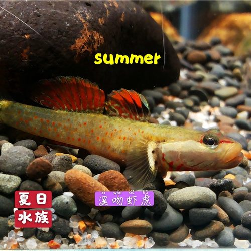 溪吻虾虎白面超红鳍小型溪吻血红虾虎鱼原生鱼观赏鱼冷水鱼免加温 - 图2