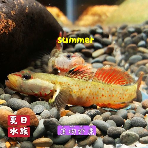 溪吻虾虎白面超红鳍小型溪吻血红虾虎鱼原生鱼观赏鱼冷水鱼免加温 - 图1