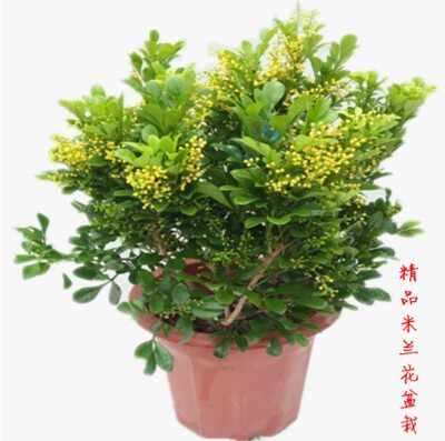 室内花香盆栽 新人首单立减十元 21年8月 淘宝海外