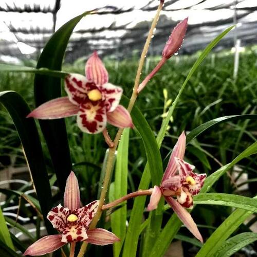 带花苞红猫蕊蝶 红色蝶瓣经典蕊蝶四季兰花多浓香花叶兼赏 - 图1
