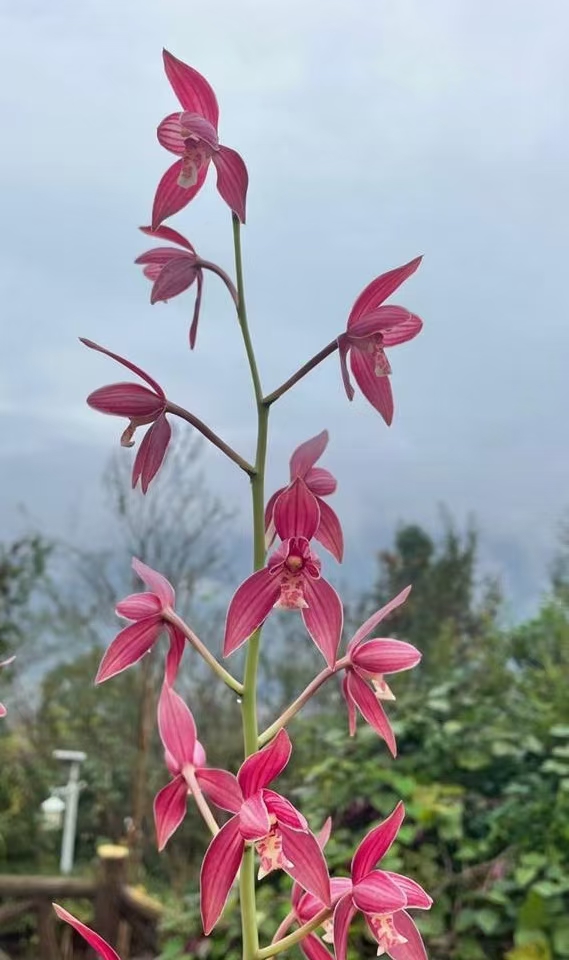 无花秋榜色花 喜洋洋 浓香 荷型花大色艳丽动人 - 图2