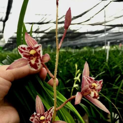 带花苞红猫蕊蝶 红色蝶瓣经典蕊蝶四季兰花多浓香花叶兼赏 - 图0