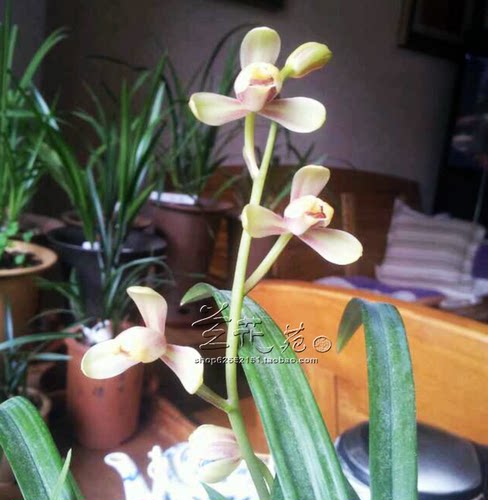 暂无花建兰八大 红一品 正格梅瓣 小巧秀美 皮实好养爱开花 - 图2