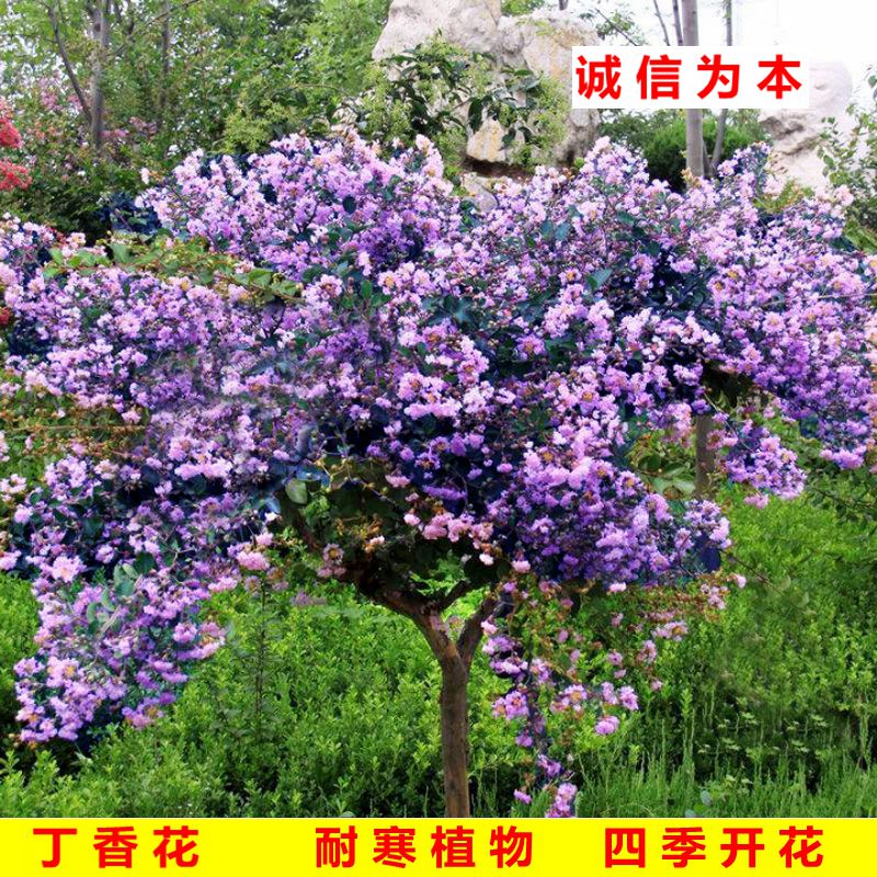 丁香花树苗室内外庭院盆栽地栽浓香型植物花卉南北方种植四季开花 - 图2