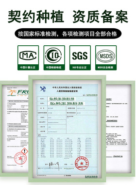 法国玫瑰单方精油可香薰按摩