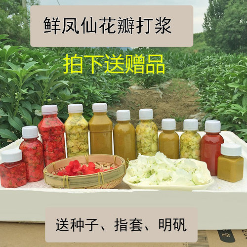 现摘白色凤仙花指甲草花染指甲花红凤仙花鲜花瓣泡醋花粉种苗 - 图0