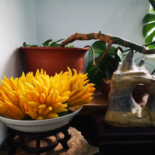 Freshly picked Jinhua Bergamot fresh green fruit