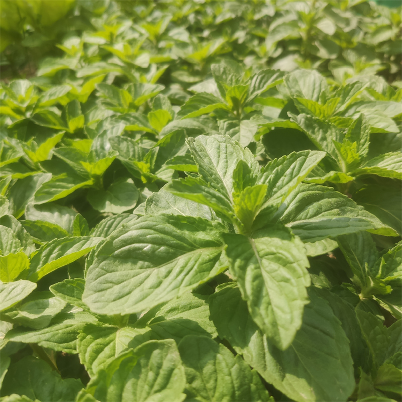 现摘薄荷叶新鲜食用泡水调酒鸡尾酒商用奶茶原料兰香薄荷叶子包邮 - 图1