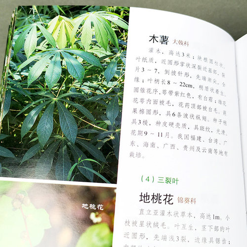 当当网1000种常见植物野外识别速查图鉴 杨辉霞 家庭书籍野外识别原植物鉴别图册中国常用手册 图识别与应用图典图谱 - 图1