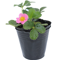 Bring flowers with fruit Strawberry Miao Potted original soil Saffron Strawberry Fry All Season Cream Edible White Strawberry Seedlings