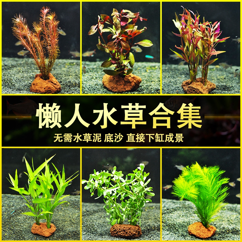 鱼缸造景沉木水榕莫斯水草活体淡水植物懒人增氧绿菊趴地珍珠坨草 青色水景空间 淘优券 鱼缸造景沉木水榕莫斯水草活体淡水植物懒人增氧绿菊趴地珍珠坨草 青色水景空间 淘优券