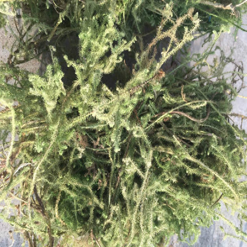 野生草药伸筋草 石松 龙须草 小伸筋 百部伸筋500克带根干品 - 图2