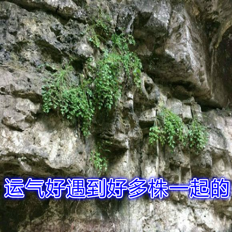 野山正品岩黄连 岩胡 岩连 菊花黄连 石生黄堇500克带根优质品 - 图0