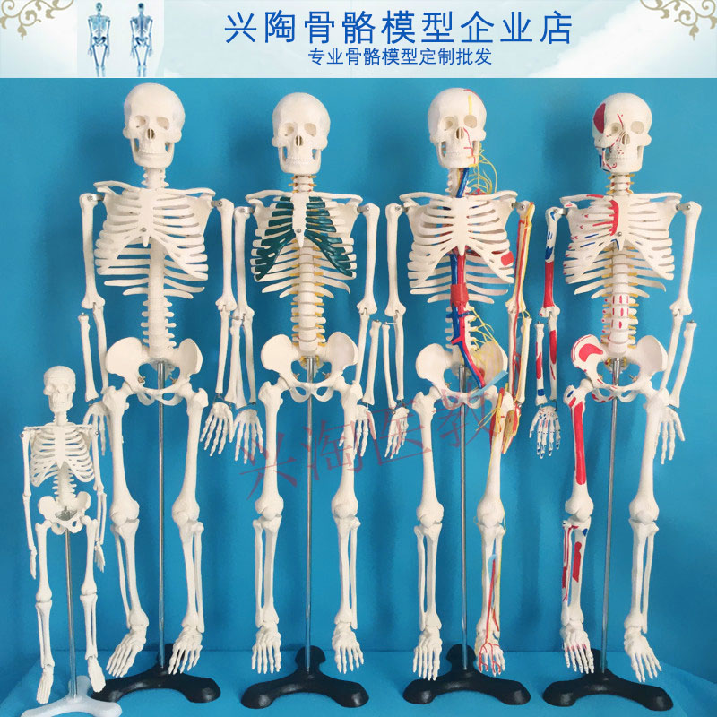 45 85  170cm人体骨骼模型医学美术瑜伽教学小白骷髅全身脊椎骨架 - 图0