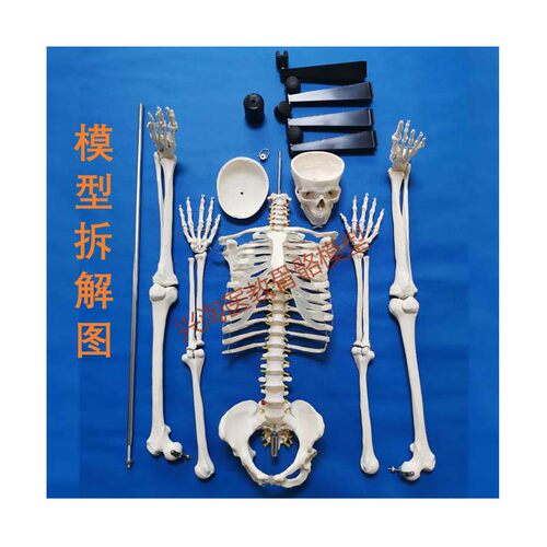 170cm人体大骨骼模型成人全身解剖骷髅骨架180cm医学教学脊椎可拆 - 图3