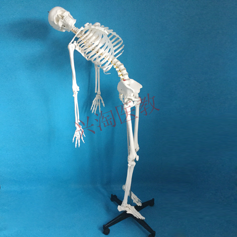 170cm人体大骨骼模型成人全身解剖骷髅骨架180cm医学教学脊椎可拆 - 图1
