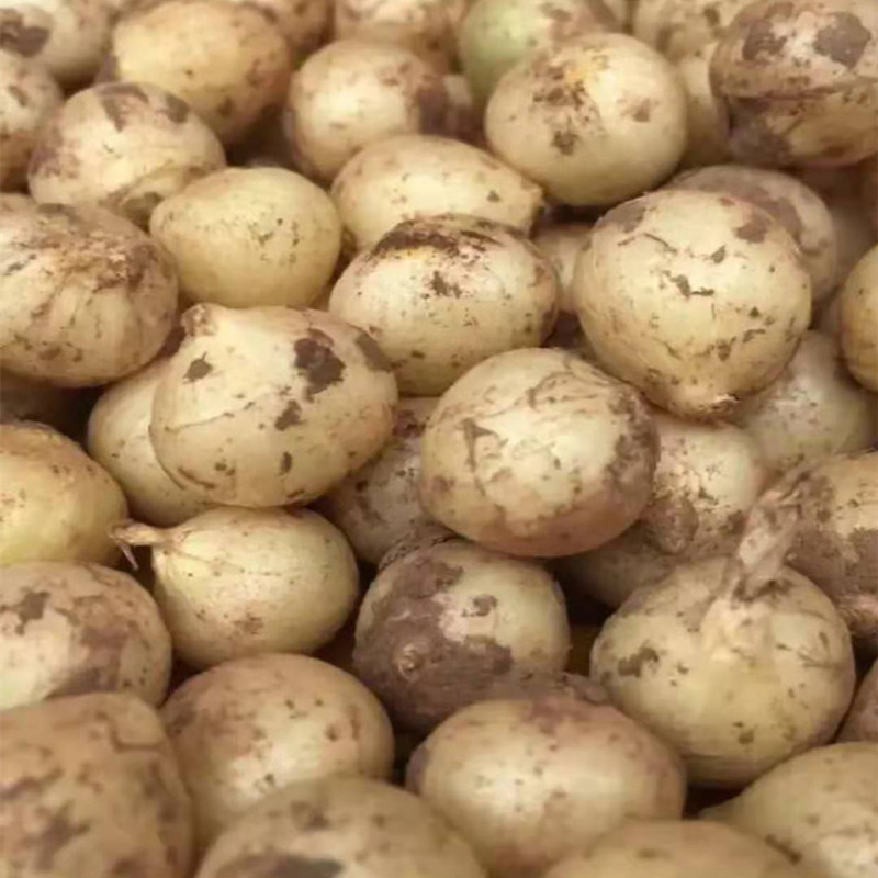 苦藠新鲜苦蒜小蒜苦茭团葱野葱头小根蒜圆蒜团蒜苦荞头九母子大号 - 图1