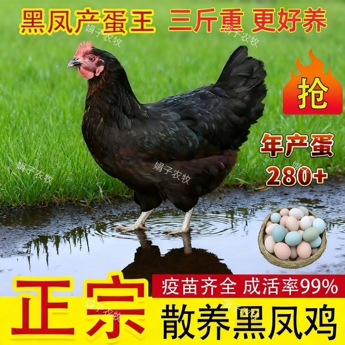 3斤黑凤鸡绿壳蛋鸡活苗正在产蛋小鸡苗脱温土鸡黑鸡活苗包活到家,淘宝优惠券,粉丝福利购,淘宝优惠卷