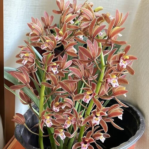 兰花苗吊兰蜜蜂兰建兰引蜂多花浓香型兰草花卉盆栽绿植正宗兰花 - 图1