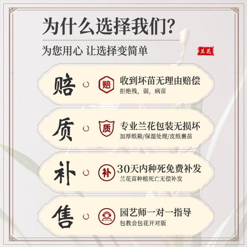 兰花苗建兰天红四季好养花夏带花苞浓香室内客厅植物花卉绿植盆栽,淘宝优惠券,粉丝福利购,淘宝优惠卷