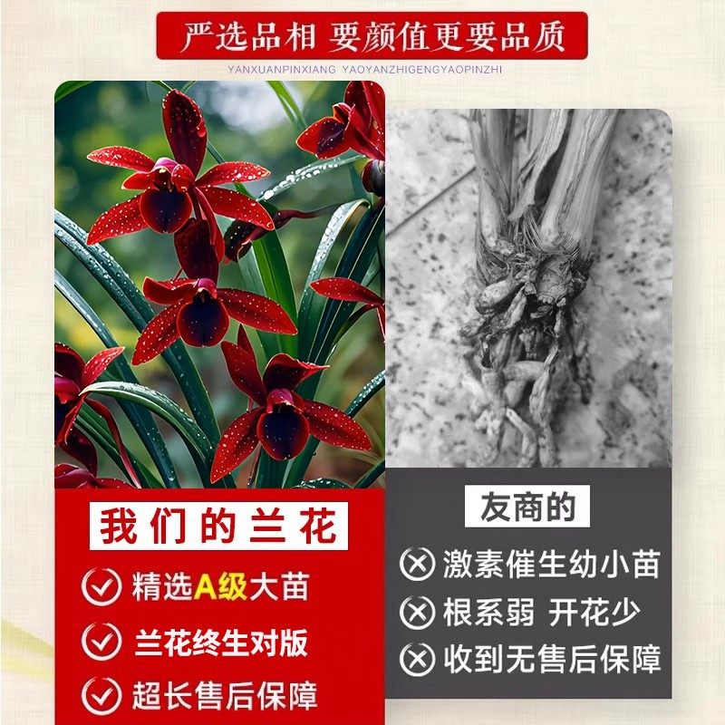 兰花苗建兰天红四季好养花夏带花苞浓香室内客厅植物花卉绿植盆栽,淘宝优惠券,粉丝福利购,淘宝优惠卷