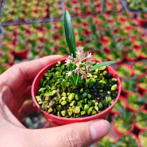 正宗日本山野草姬虎耳草姬雪之下血矛姬月季稿缦穗办公绿植盆景 - 图1