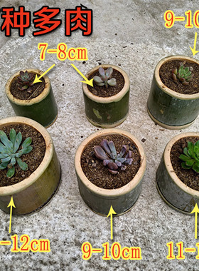 diy新鲜竹杯笔筒流水摆件花盆